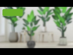 Cây Cây Cây Cây Cây Cây Cây Cây Cây Cây Cây Cây Cây Cây Cây Cây Cây Cây Cây Cây Cây Cây Cây Cây Cây Cây Cây Cây Cây Cây Cây Cây Cây Cây Cây