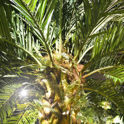 No Nursing Store Artificial Landscape Trees Big Date Palm Tree Customized Size