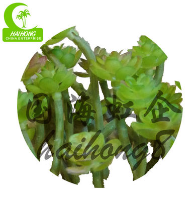 Anti FadingNo Nursing Artificial Succulent Plant , Mini Fake Succulents 15cm