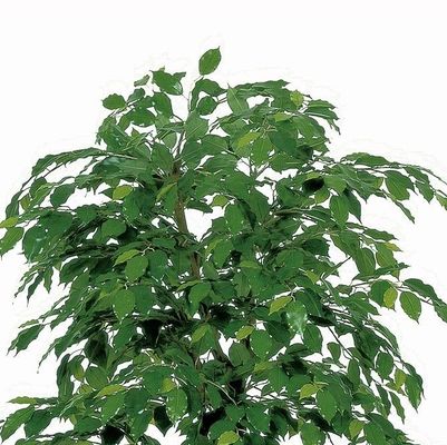 160cm Artificial Potted Floor Plants Handmade Realsitic Natural Auspicious Jasmine Tree