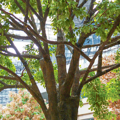 Bespoke Large Fake Ficus Tree Custom Height Foliage Tree 2-20m Evergreen Plant