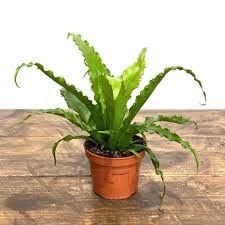 Modern Plastic Potted Artificial Bonsai Bird Nest Fern