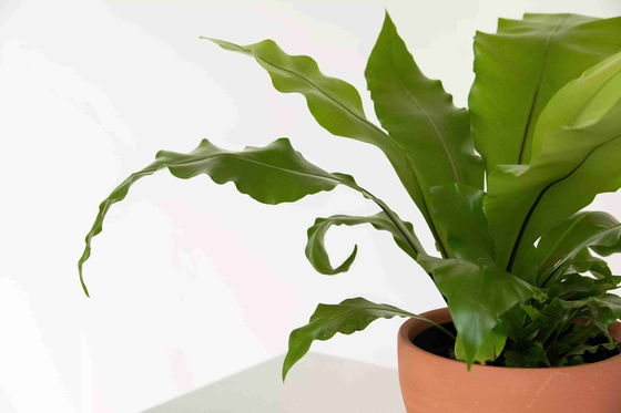 Modern Plastic Potted Artificial Bonsai Bird Nest Fern