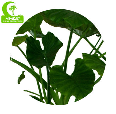 High Simulation Natural Elephant's Ear Plant With Beautiful Pots