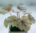 27cm Begonia Artificial Potted Floor Plants Table Office Home Decoration