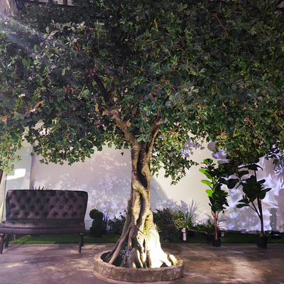 Anti UV Outdoor Artificial Landscape Trees Pittosporum For Hotel Decoration